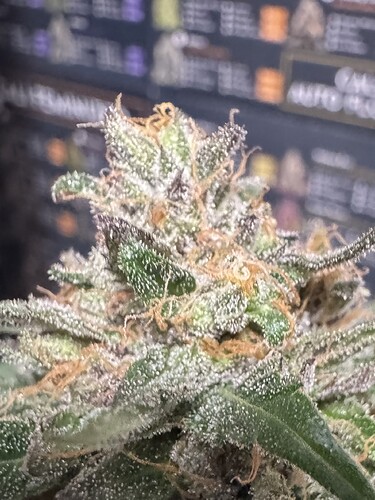 Growreport Bild 27