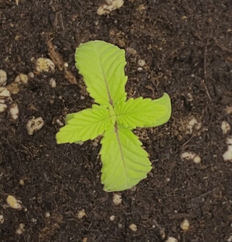 Growreport Bild 8