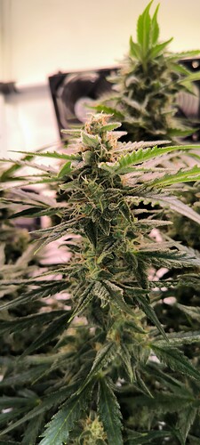 Growreport Bild 19