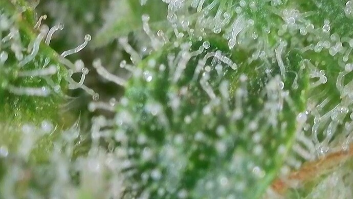 Growreport Bild 55