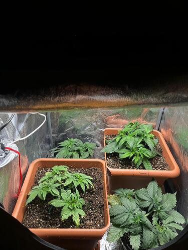 Growreport Bild 5
