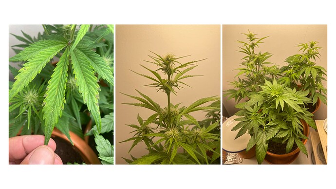 Grapefruit Auto Linda Seeds