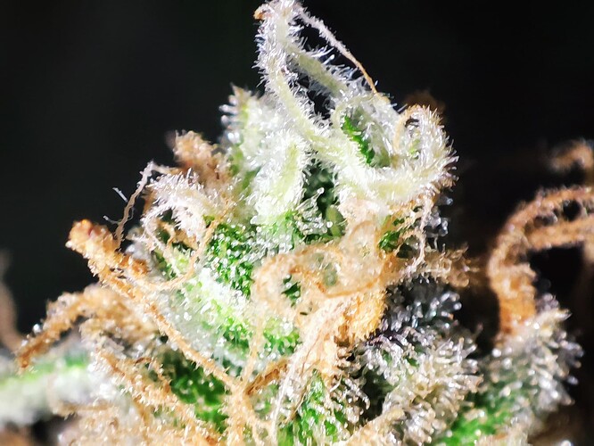 Growreport Bild 57