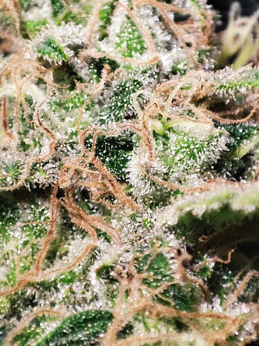 Growreport Bild 41