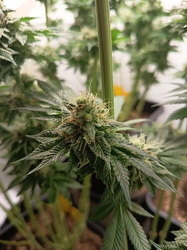Growreport Bild 38