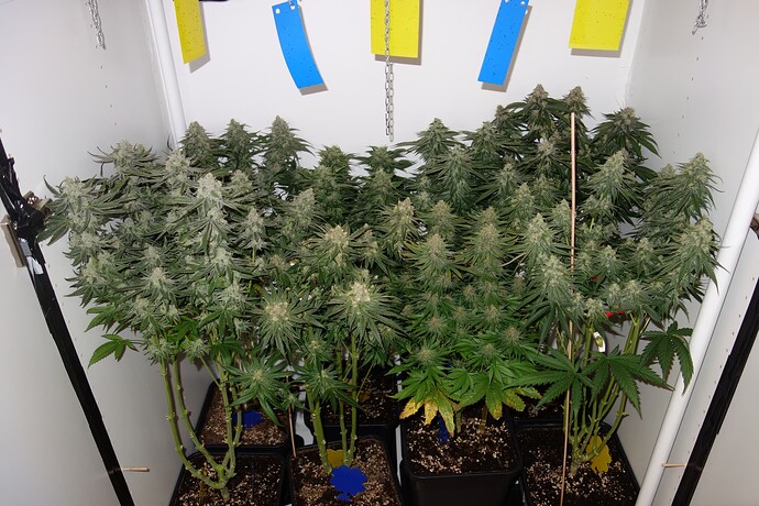Growreport Bild 2