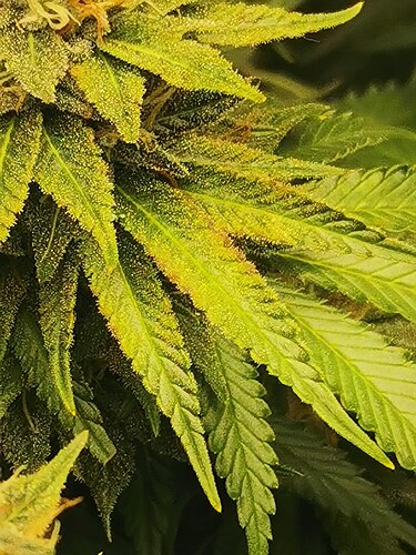 Growreport Bild 3