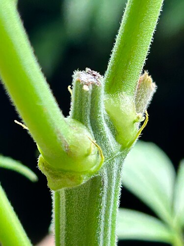 Growreport Bild 4