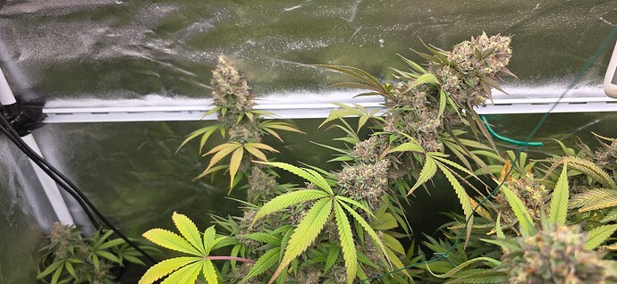 Growreport Bild 75