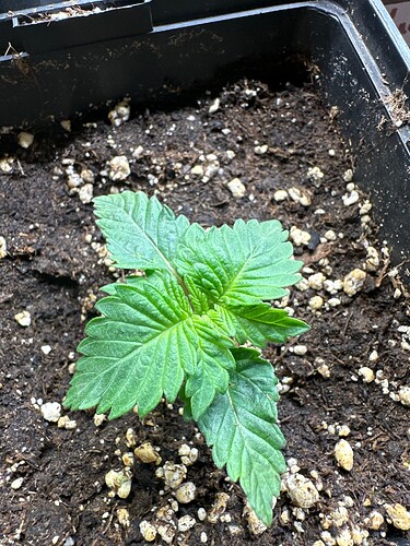 Growreport Bild 14