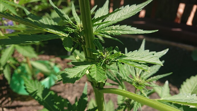 Growreport Bild 5