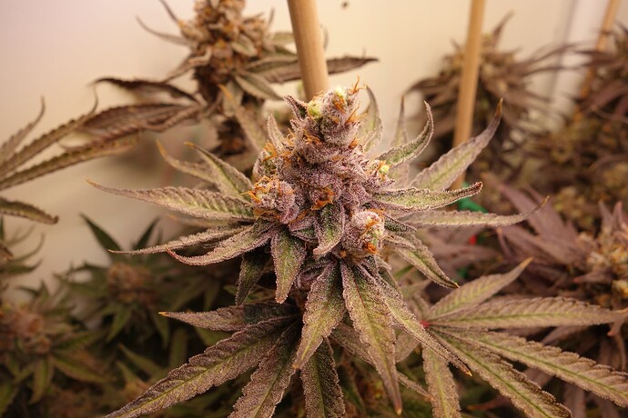 Growreport Bild 6