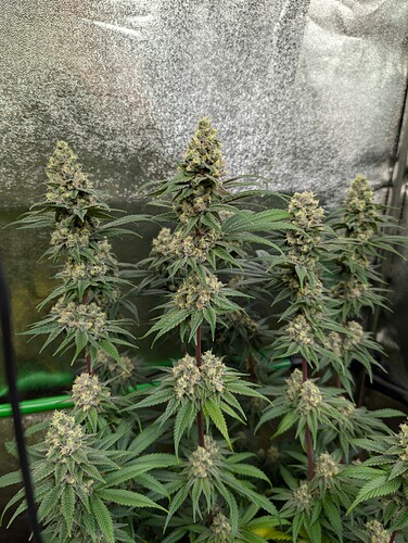 Growreport Bild 16