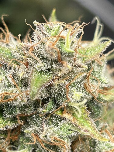 Growreport Bild 7