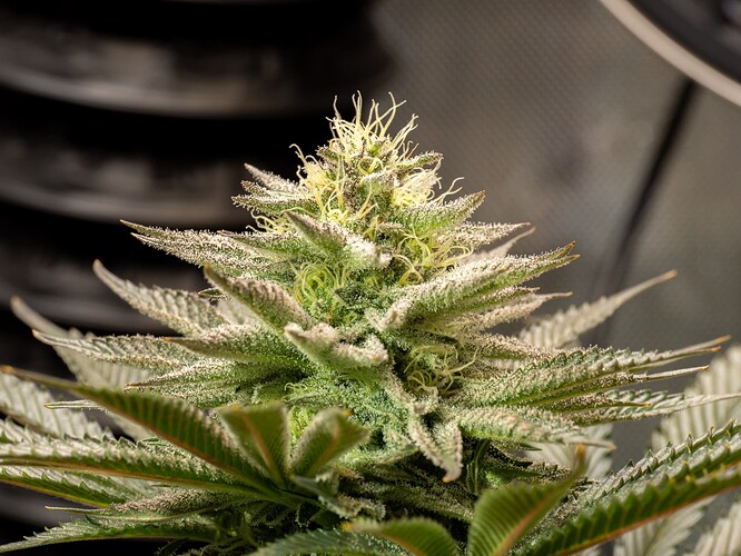 Growreport Bild 7