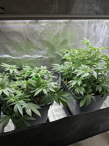 Growreport Bild 28