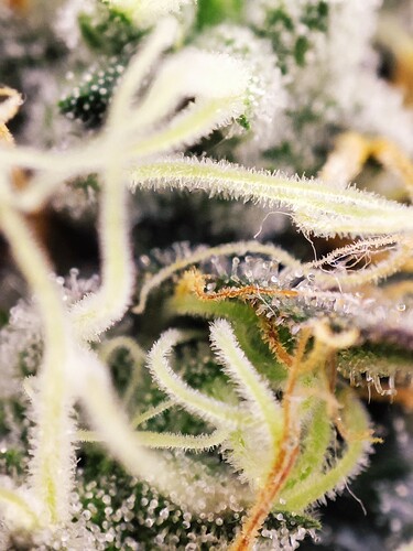 Growreport Bild 7