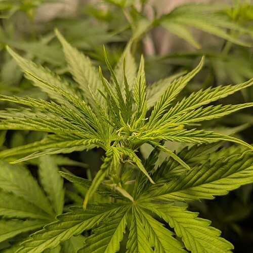Growreport Bild 30