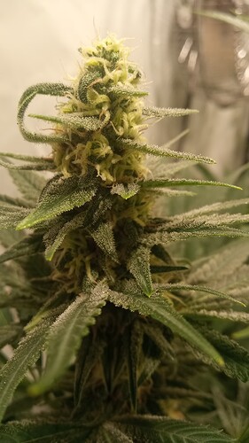 Growreport Bild 10