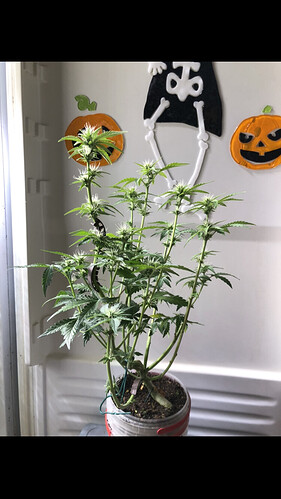 Growreport Bild 49