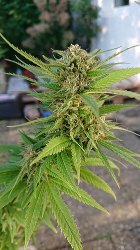 Growreport Bild 34