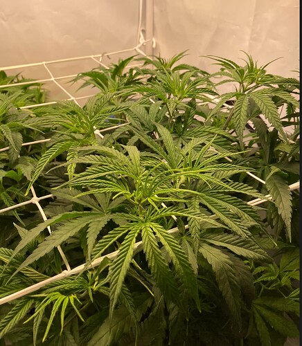 Growreport Bild 7