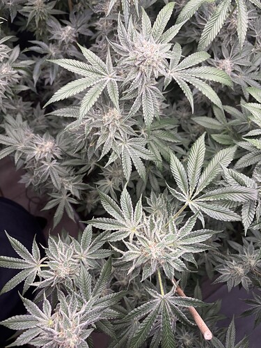 Growreport Bild 31