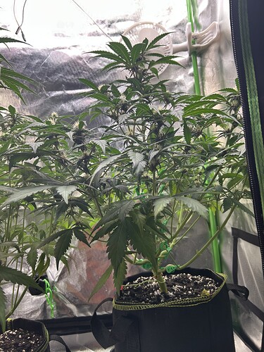 Growreport Bild 2