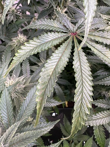 Growreport Bild 9
