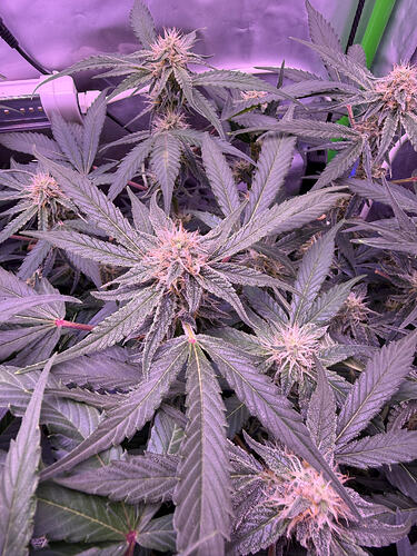 Growreport Bild 23