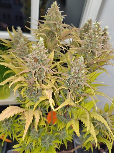 Growreport Bild 1