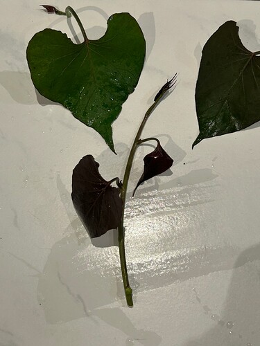 Growreport Bild 10