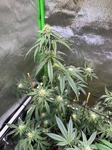 Growreport Bild 27