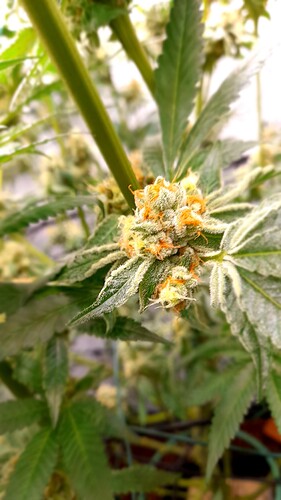 Growreport Bild 7
