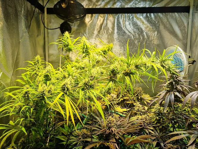 Mehrere blühende Cannabispflanzen in einem Growzelt, eine Pflanze zeigt dunkle Blätter.