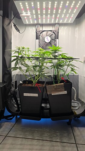 Growreport Bild 4