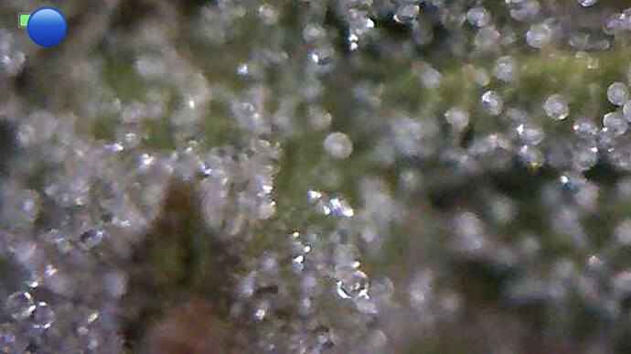 Growreport Bild 7