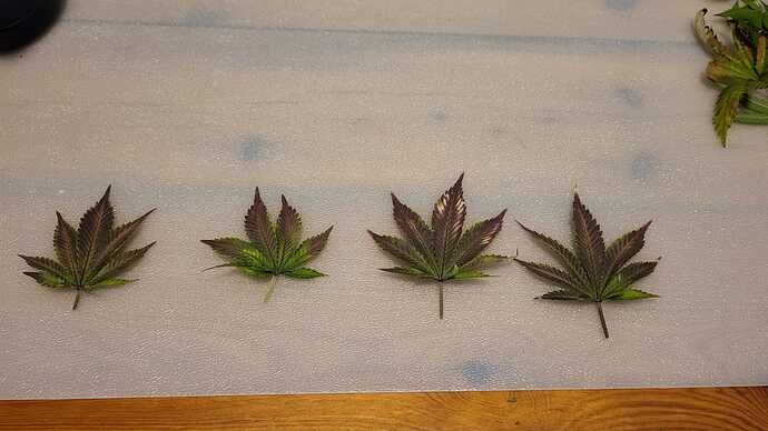 104 - blatt4