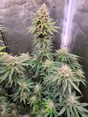 Growreport Bild 23
