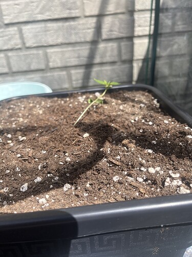 Growreport Bild 1