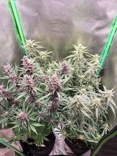Growreport Bild 31