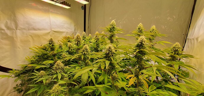 Growreport Bild 4