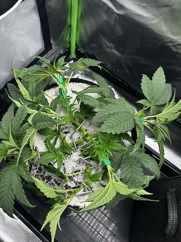 Growreport Bild 32