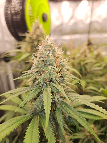 Growreport Bild 21