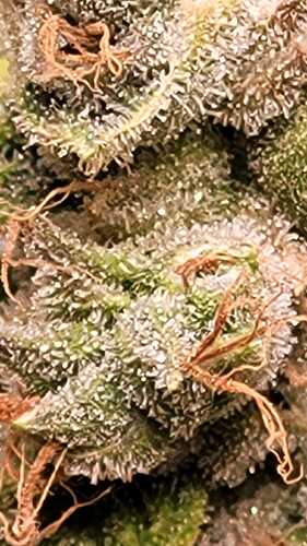 Growreport Bild 2