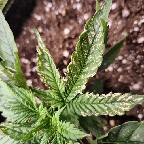 Growreport Bild 5