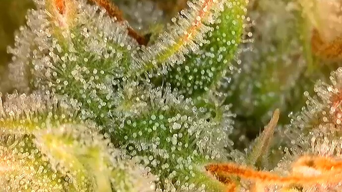 Growreport Bild 4