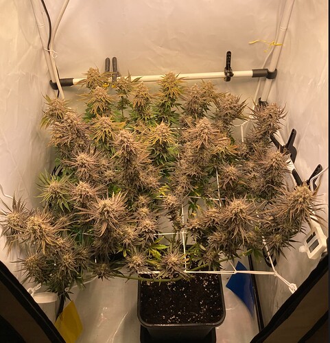 Growreport Bild 4