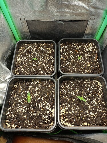 IMG_20251224_152846 (1)