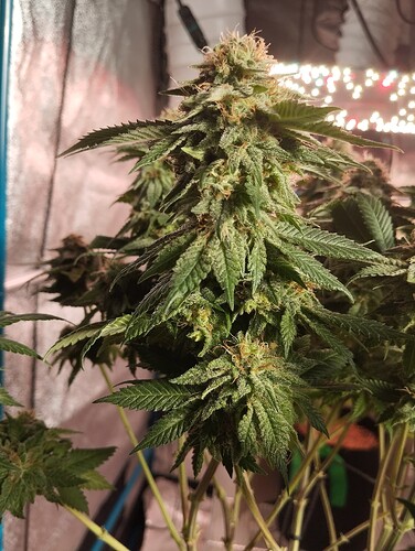 IMG_20250303_162939 - Kopie